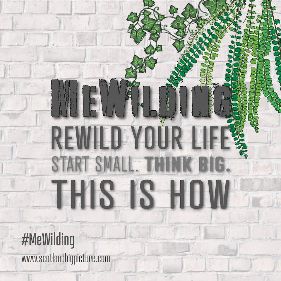 MeWilding: Rewild Your Life (ebook)
